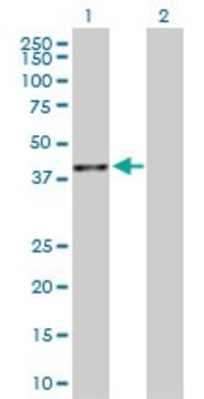 Anti-BMP2 antibody produced in rabbit purified immunoglobulin, buffered aqueous solution