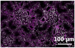 Anti-SUCNR1/GPR91 Antibody, clone 1N21 ZooMAb&#174; Rabbit Monoclonal recombinant, expressed in HEK 293 cells