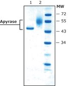 Apyrase from potato recombinant, expressed in Pichia pastoris, ATPase &#8805;1000&#160;units/mg protein, lyophilized powder