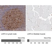 Anti-LAP3 antibody produced in rabbit Prestige Antibodies&#174; Powered by Atlas Antibodies, affinity isolated antibody, buffered aqueous glycerol solution, ab2