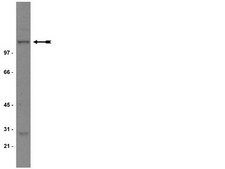 Anti-NR1 Antibody, CT Upstate&#174;, from mouse