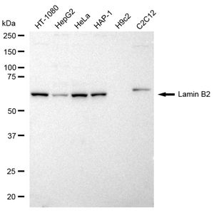 KD-Validated Anti Lamin B2 Antibody, clone 23GB2605, Rabbit Monoclonal clone 23GB2605, recombinant rabbit monoclonal, expressed in HEK293 cells