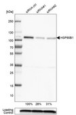 Monoclonal Anti-HSP90B1 antibody produced in mouse Prestige Antibodies&#174; Powered by Atlas Antibodies, clone CL2647, purified immunoglobulin, buffered aqueous glycerol solution