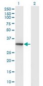 Monoclonal Anti-DNALI1 antibody produced in mouse clone 2H3, ascites fluid, buffered aqueous solution