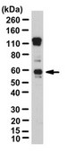Anti-CYP27B1 Antibody from rabbit, purified by affinity chromatography