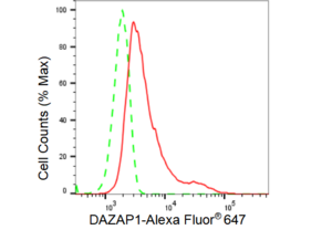 Anti DAZAP1 Antibody, clone 23GB3540, Rabbit Monoclonal clone 23GB3540, recombinant rabbit monoclonal, expressed in HEK293 cells