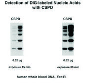 DIG Luminescent Detection Kit sufficient for 50&#160;blots (10 cm x 10 cm each), kit of 1 (5 components), suitable for hybridization
