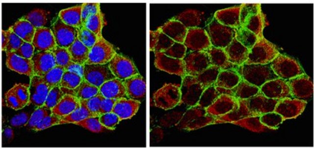 Anti-Heat Shock Protein 90&#945; Antibody from rabbit
