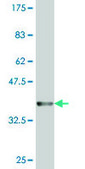 Monoclonal Anti-HBZ, (N-terminal) antibody produced in mouse clone 1G10, purified immunoglobulin, buffered aqueous solution