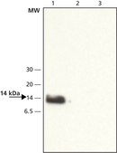 Anti-VAMP-8 (N-terminal) antibody produced in rabbit ~1.5&#160;mg/mL, affinity isolated antibody, buffered aqueous solution