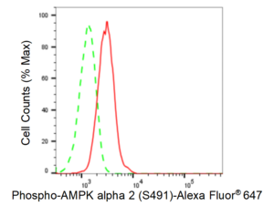 Anti-phospho-AMPK alpha 2 (Ser491) Antibody, clone 23GB5675, Rabbit Monoclonal clone 23GB5675, recombinant rabbit monoclonal, expressed in HEK293 cells