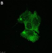 Anti-TRPA1 Antibody, clone 2N14 ZooMAb&#174; Rabbit Monoclonal recombinant, expressed in HEK 293 cells
