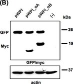 Anti-GFP, N-terminal antibody produced in rabbit ~1.0&#160;mg/mL, affinity isolated antibody, buffered aqueous solution