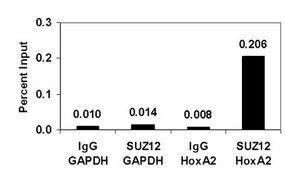 ChIPAb+ SUZ12 - ChIP Validated Antibody and Primer Set from mouse