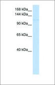 Anti-NEDD9 antibody produced in rabbit affinity isolated antibody