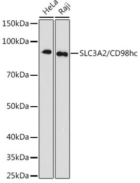 Anti-SLC3A2/CD98hc Antibody, clone 1W1U9, Rabbit Monoclonal