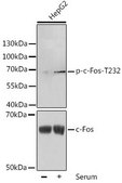 Anti-Phospho-c-Fos-T232 antibody produced in rabbit