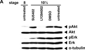 Anti-phospho-ERK1 (pThr202/pTyr204) and ERK2 (pThr185/pTyr187) antibody produced in rabbit affinity isolated antibody, buffered aqueous solution