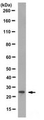 Anti-Heterochromatin Protein-1 Antibody, clone 4C12.1 clone 4C12.1, from mouse