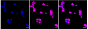 KD-Validated Anti Src Antibody, clone 23GB985, Rabbit Monoclonal clone 23GB985, recombinant rabbit monoclonal, expressed in HEK293 cells