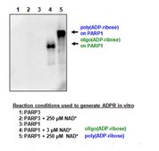 Anti-poly-ADP-ribose binding reagent Anti-poly-ADP-ribose binding reagent is a reagent that selectively binds to ADP ribose for use in Western Blotting, Immunocytochemistry and Dot Blot.