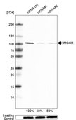 Monoclonal Anti-HMGCR antibody produced in mouse Prestige Antibodies&#174; Powered by Atlas Antibodies, clone CL0260, purified immunoglobulin, buffered aqueous glycerol solution