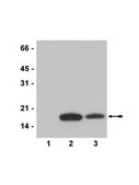 Anti-acetyl-Histone H3 (Lys18) Antibody serum, Upstate&#174;