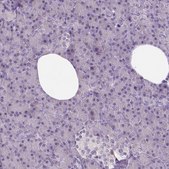 Anti-NLGN2 antibody produced in rabbit Prestige Antibodies&#174; Powered by Atlas Antibodies, affinity isolated antibody, buffered aqueous glycerol solution