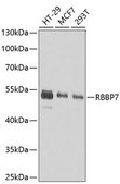 Anti-RBBP7 antibody produced in rabbit