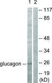 Anti-Glucagon antibody produced in rabbit affinity isolated antibody