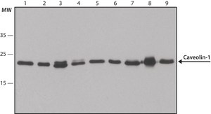 Anti-Caveolin-1 antibody produced in rabbit IgG fraction of antiserum, buffered aqueous solution