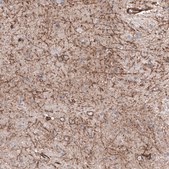 Anti-SLC16A2 antibody produced in rabbit Prestige Antibodies&#174; Powered by Atlas Antibodies, affinity isolated antibody, buffered aqueous glycerol solution