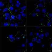Monoclonal Anti-Tarp Gamma2/4/8 (Stargazin) - Atto 488 antibody produced in mouse clone S245-36, purified immunoglobulin