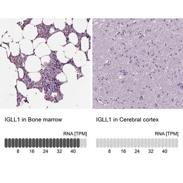 Anti-IGLL1 antibody produced in rabbit Prestige Antibodies&#174; Powered by Atlas Antibodies, affinity isolated antibody