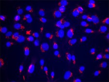 Anti-GM130 (C-terminal) antibody produced in rabbit affinity isolated antibody, buffered aqueous solution