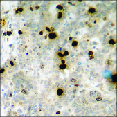 Anti-phospho-Histone H3.1 (pSer10) antibody produced in rabbit affinity isolated antibody