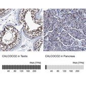 Anti-CALCOCO2 antibody produced in rabbit Prestige Antibodies&#174; Powered by Atlas Antibodies, affinity isolated antibody, buffered aqueous glycerol solution, Ab2
