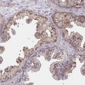 Anti-TNFSF10 antibody produced in rabbit Prestige Antibodies&#174; Powered by Atlas Antibodies, affinity isolated antibody, buffered aqueous glycerol solution