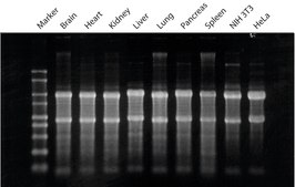 GenElute&#8482; Mammalian Total RNA Miniprep Kit sufficient for 10&#160;purifications