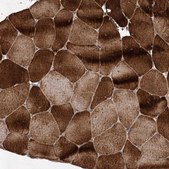 Anti-USP50 antibody produced in rabbit Prestige Antibodies&#174; Powered by Atlas Antibodies, affinity isolated antibody, buffered aqueous glycerol solution