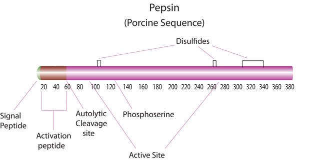 Pepsin from porcine gastric mucosa CP