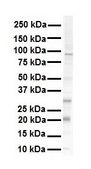 Anti-KRAS affinity isolated antibody