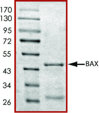 BAX, GST tagged human recombinant, expressed in E. coli, &#8805;70% (SDS-PAGE), buffered aqueous glycerol solution