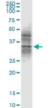 Monoclonal Anti-ATG3, (N-terminal) antibody produced in mouse clone 1G3, purified immunoglobulin, buffered aqueous solution