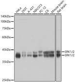Anti-ERK1/2 Antibody, clone 2Z8O1, Rabbit Monoclonal