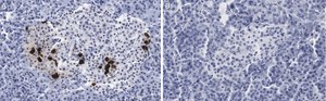 Anti-Somatostatin-28 Antibody, clone 2B19 ZooMAb&#174; Rabbit Monoclonal recombinant, expressed in HEK 293 cells