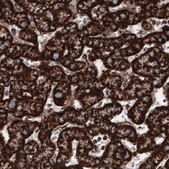 Monoclonal Anti-COX4I1 antibody produced in mouse Prestige Antibodies&#174; Powered by Atlas Antibodies, clone CL3515, purified immunoglobulin, buffered aqueous glycerol solution