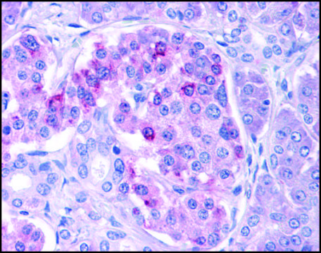 Anti-IKK&#949; antibody produced in rabbit affinity isolated antibody, buffered aqueous solution