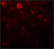 Anti-NANOG antibody produced in rabbit affinity isolated antibody, buffered aqueous solution