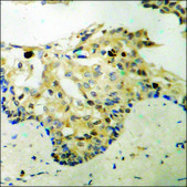Anti-phospho-IkappaB-&#945; (pTyr42) antibody produced in rabbit affinity isolated antibody